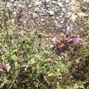 Φασκόμηλο - Salvia fruticosa