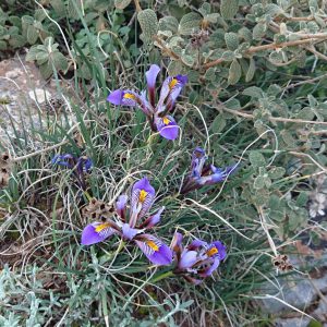 Ίρις - Iris cretensis